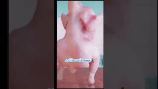 Download Lagu Ayam Potong Joget MP3 Download Lagu Ayam Potong Joget MP3