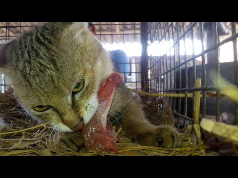 How to catch wildcats by Cage খাঁচা দিয়ে বনবিড়াল ধরা