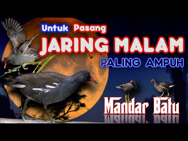 SUARA MANDAR/PERUK/PELAN UNTUK PASANG JARING MALAM PALING JITU. SUARA TERBARU 2023 PALING AMPUH. class=