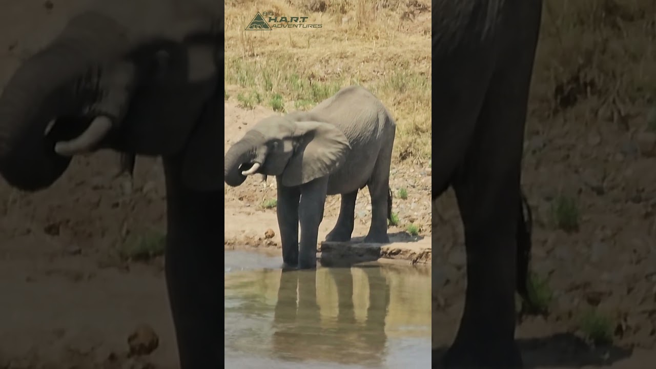 First Day of Elephant H.A.R.T shot challenge #elephanthunting #elephants #hunting #huntingafrica