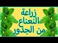 زراعة النعناع | من الجذور | 1