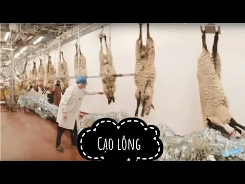 Xem cách người ta thu hoạch và chế biến lông cừu như thế nào
