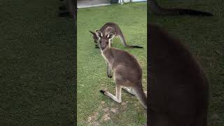 Kangaroo attack #sydney #attraction #australia #nsw #kangaroo