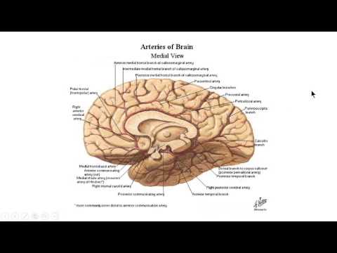 Video: Kenmerken Van De Golfvorm Van De Cerebrospinale Vloeistofdruk En Craniospinale Compliantie Bij Personen Met Idiopathische Intracraniële Hypertensie