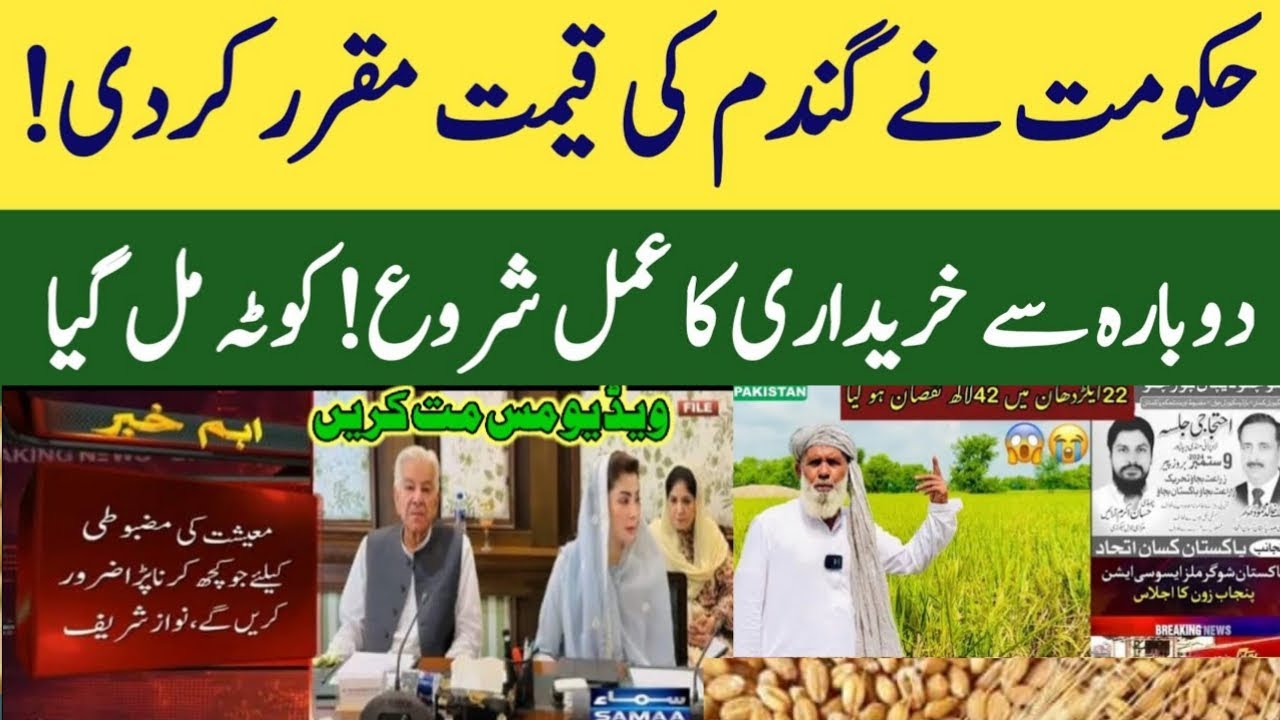 wheat support price 2025 | today Wheat price in punjab | گندم کا ریٹ ...