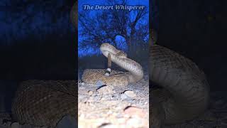 Western Diamondback Rattlesnake!
