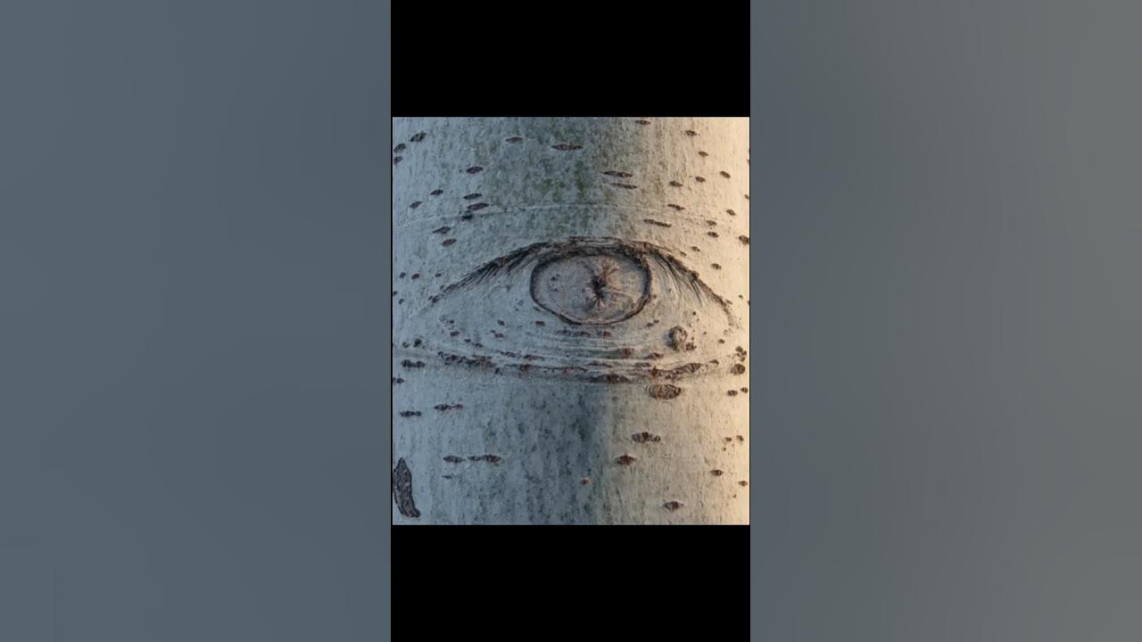 In order to see beauty, the tree has eyes YouTube
