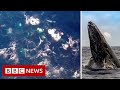 Whale super-group caught on camera - BBC News