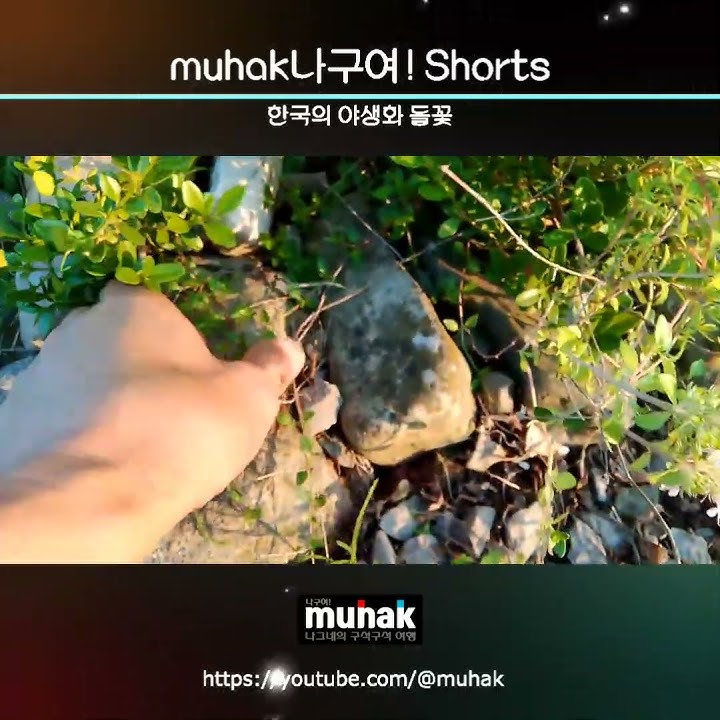 한국의 약용식물, 백리향 향료 성분과 약용 효능 및 이 약초와 야생화 샅샅이 알기