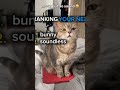 This Cat Is Broken... Wait For It! 😂🐈 #shorts#page #funnycats,