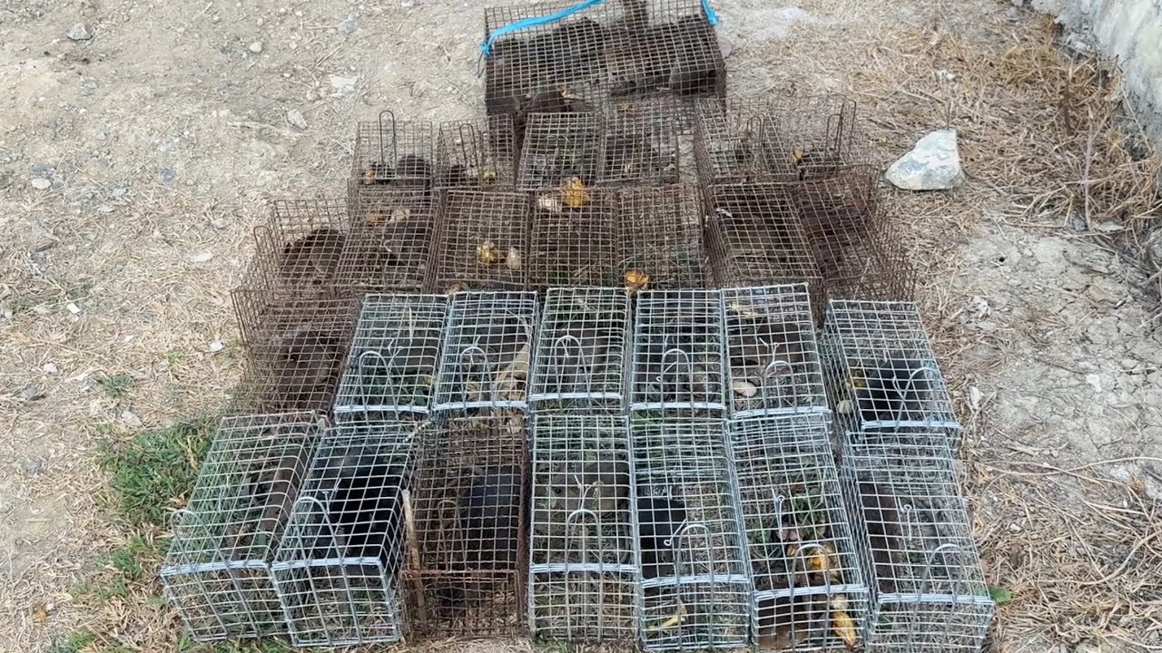 Võ Chí Tâm khai trương bẫy chuột đầu năm mới trúng bầy chuột khủng phần 181/ Săn bắt Sông Hậu TV 