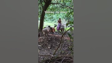 The daily routine of walking my sheep through the rainforest #shorts #short  #farming #animals