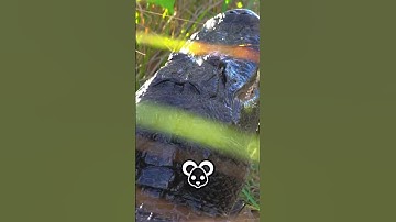 Filming An Alligator eating a Burmese Python!