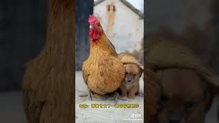 Cute Dog and Cock 😘🥰friendship#shorts#cutebaby