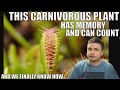 Carnivorous Plant That Has Memory & Can Count and Here's How It Does It