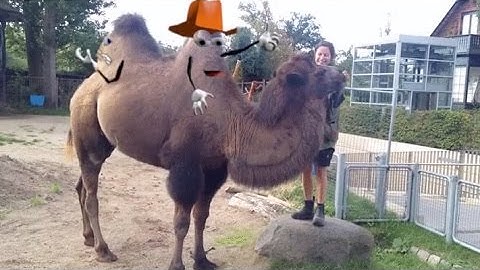 Buckin BuckaDoooodles animation over live action