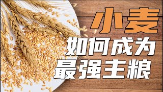 【鬼谷闲谈】小麦如何成为最强主粮