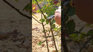 Rose pruning .