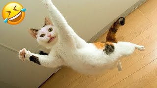 Funniest Animal Videos 😆 Try Not To Laugh Cats And Dogs 🤣 😆 CHARLIE #13