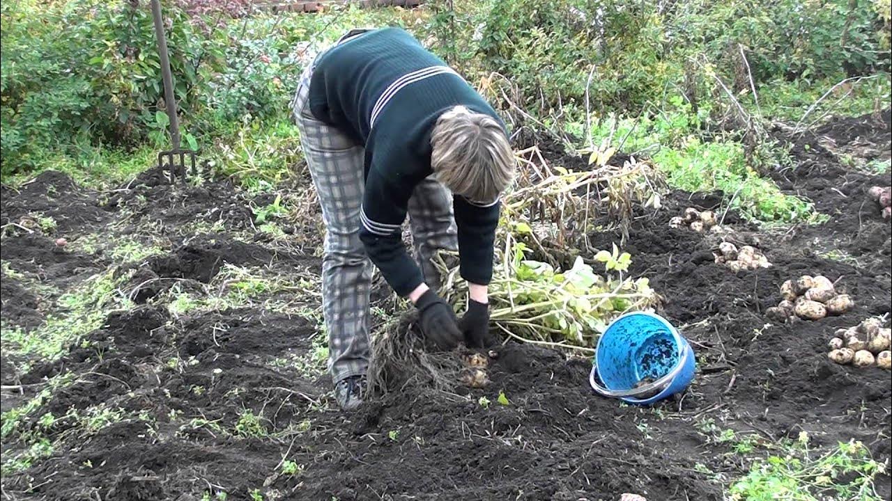 Вскопать огород. Благоприятные дни для копки картофеля. Копать картошку. Когда выкапывать картошку. Копать картошку.