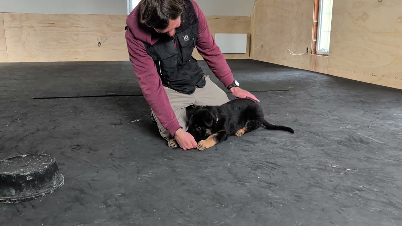 Platz, Sitz and first NO in training - 10 weeks 