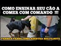 CACHORRO ROSNANDO NA HORA DA COMIDA ! Mostramos na PRATICA como ensinamos nossos cães ! Dica Pet !