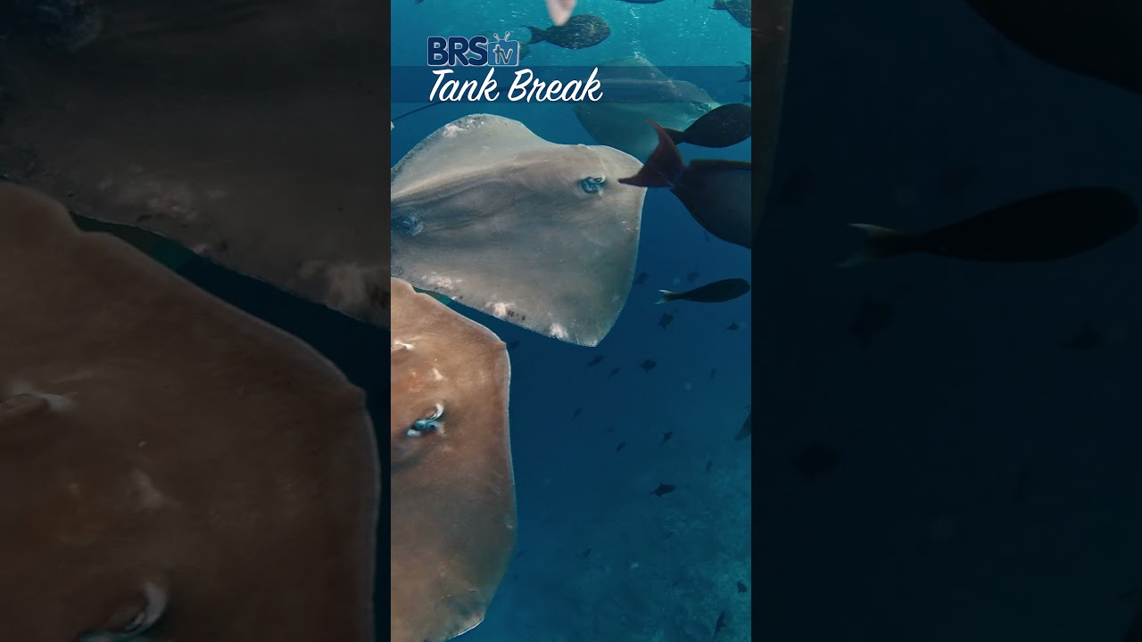 Ocean Ravioli!