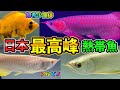 極上の精鋭魚が集まるアロワナプロショップ　ピンポイントさん訪問『asianarowana』アルビノ過背金龍　黄変ダトニオ　特殊個体　大撮影