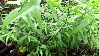 Jual daun belalai gajah dan tanaman belalai gajah