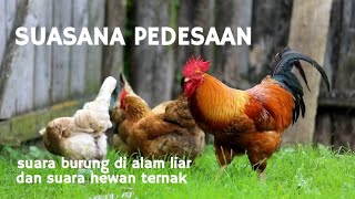 SUASANA PEDESAAN ~ SUARA ALAM DAN HEWAN TERNAK ~ Suara kambing, kuda, ayam, burung, dan angsa