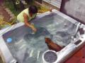 Dachshund plays with a ball in the hot tub