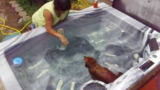 Dachshund plays with a ball in the hot tub