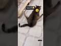 angry and funny cats video 2 2025 #catlovers #cat #cutecats #catvideos #funnycats #funniestanimals