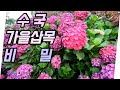 🌼신품종 수국, 가을삽목의 비밀 대방출 (feat. 베란다에서 소득창출)