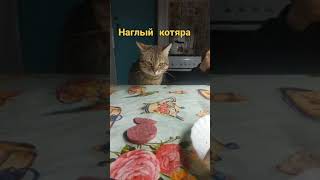 Наглый Кот