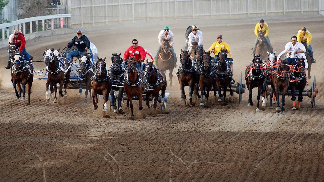 3 horses euthanized after being injured in Calgary Stampede YouTube