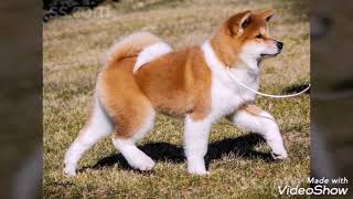 🐶Узнайте о породе японская Акита ину 🐶 🐶Узнайте о породе японская Акита ину 🐶