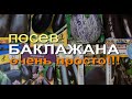 ЛЮБИМЫЕ СОРТА БАКЛАЖАН И ПРОСТОЙ СПОСОБ ПОСЕВА. СОВЕТЫ от ЗЕЛЕНОГО ОГОРОДА!