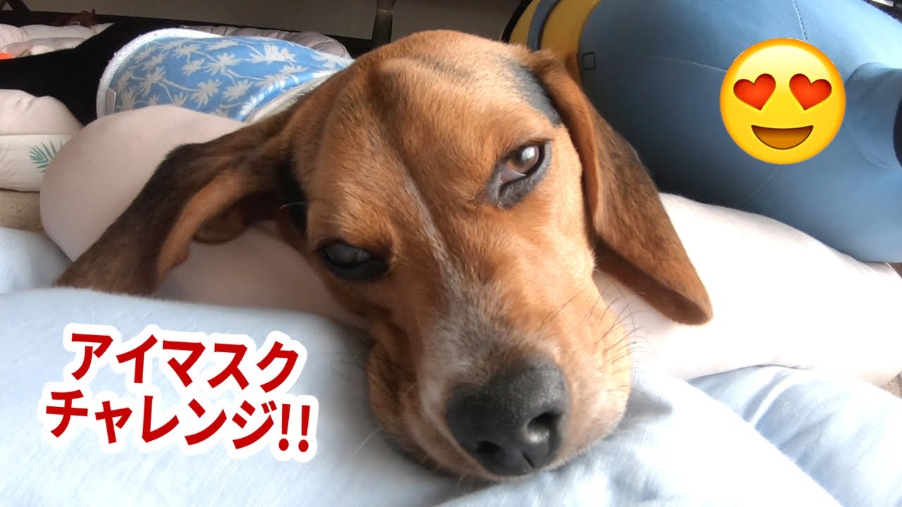Funny Dog's Eye Mask Challenges/Happy Chan The Beagle