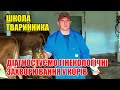 УЗД діагностика: фолікули, кіста жовтого тіла | Школа тваринника | Куркуль