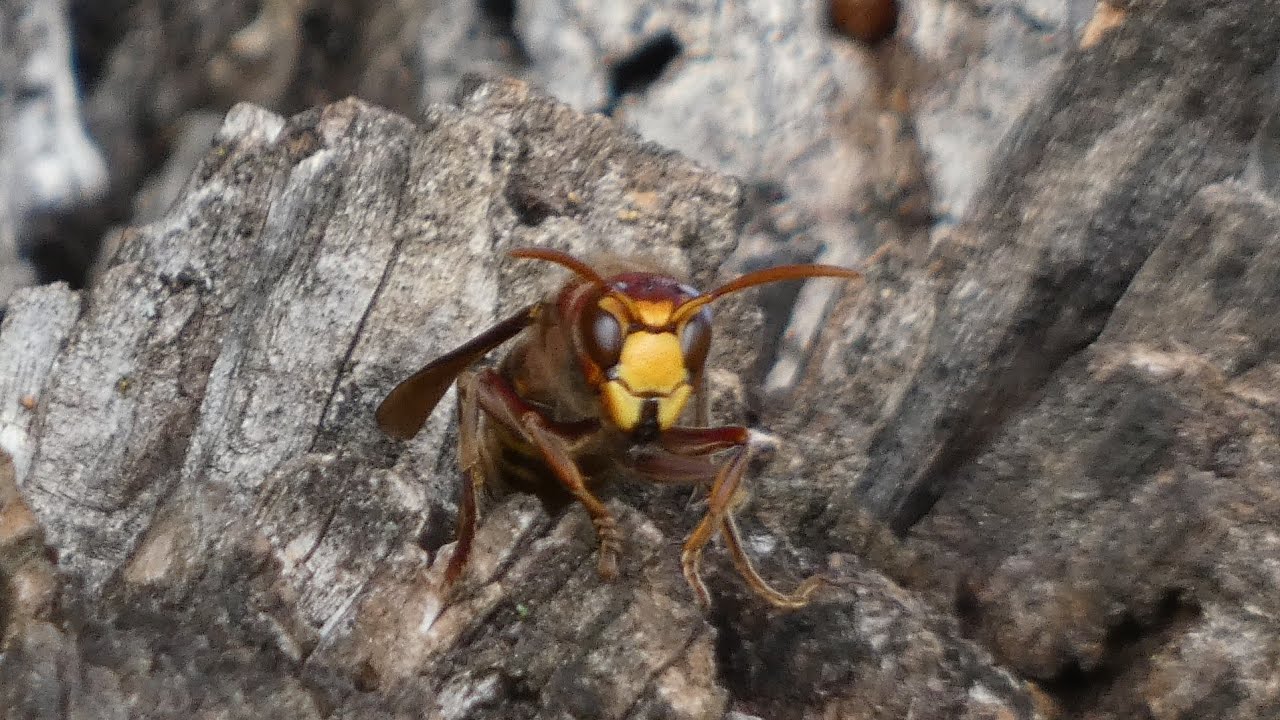 Se acerca el frió.🐑🐝🐝🥶