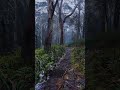 Mount Donna Buang #Victoria #Australia #outback #bushwalk #nature #asmr #travel #outdoors #hike
