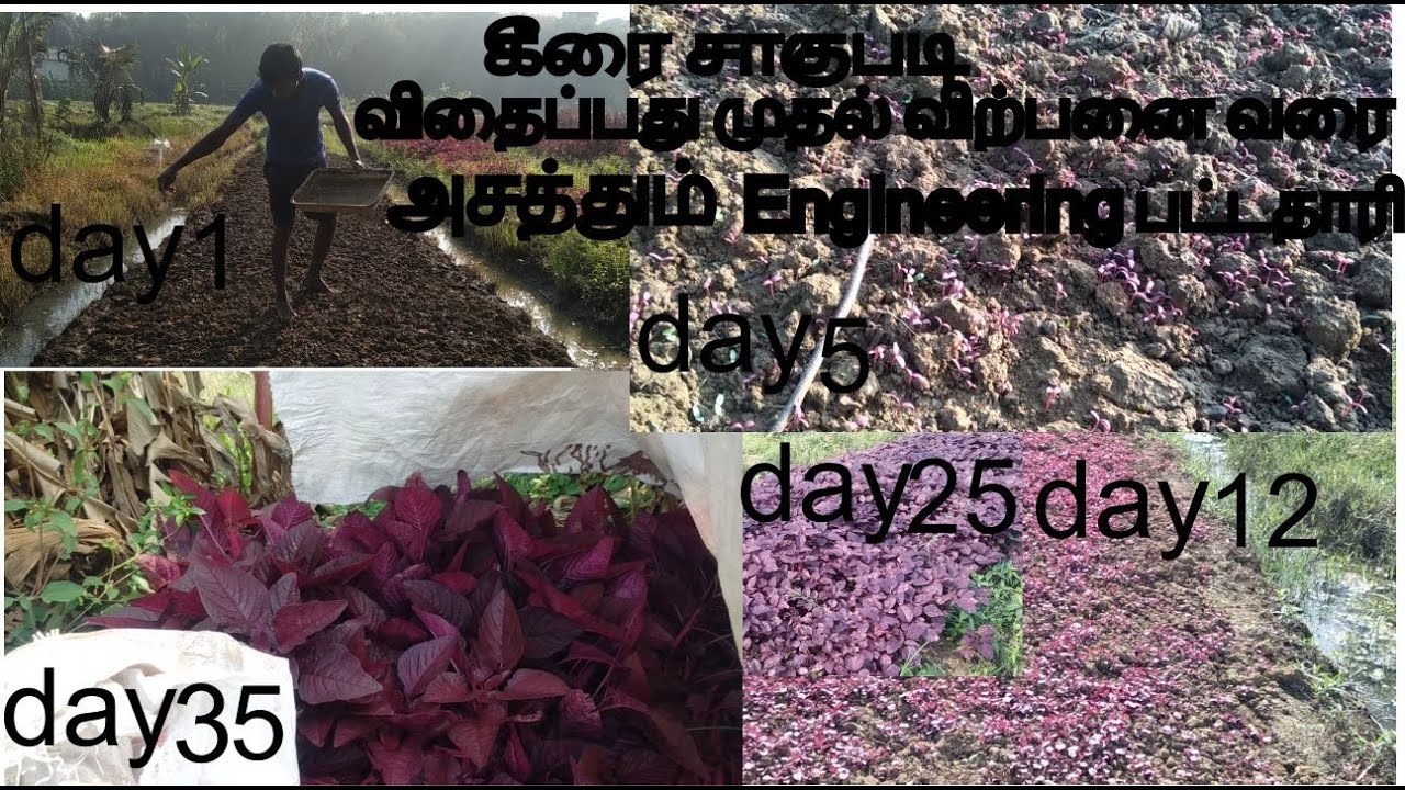 கீரை விதைப்பது முதல் விற்பது வரை | Red spinach cultivation in tamil
