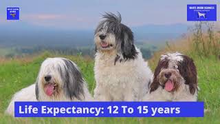 Polish Lowland Sheepdog Breed Information | White Moon Kennels by White Moon Kennels 21 views 1 year ago 30 seconds