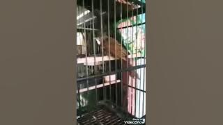 Cara Ampuh mengobati burung sakit
