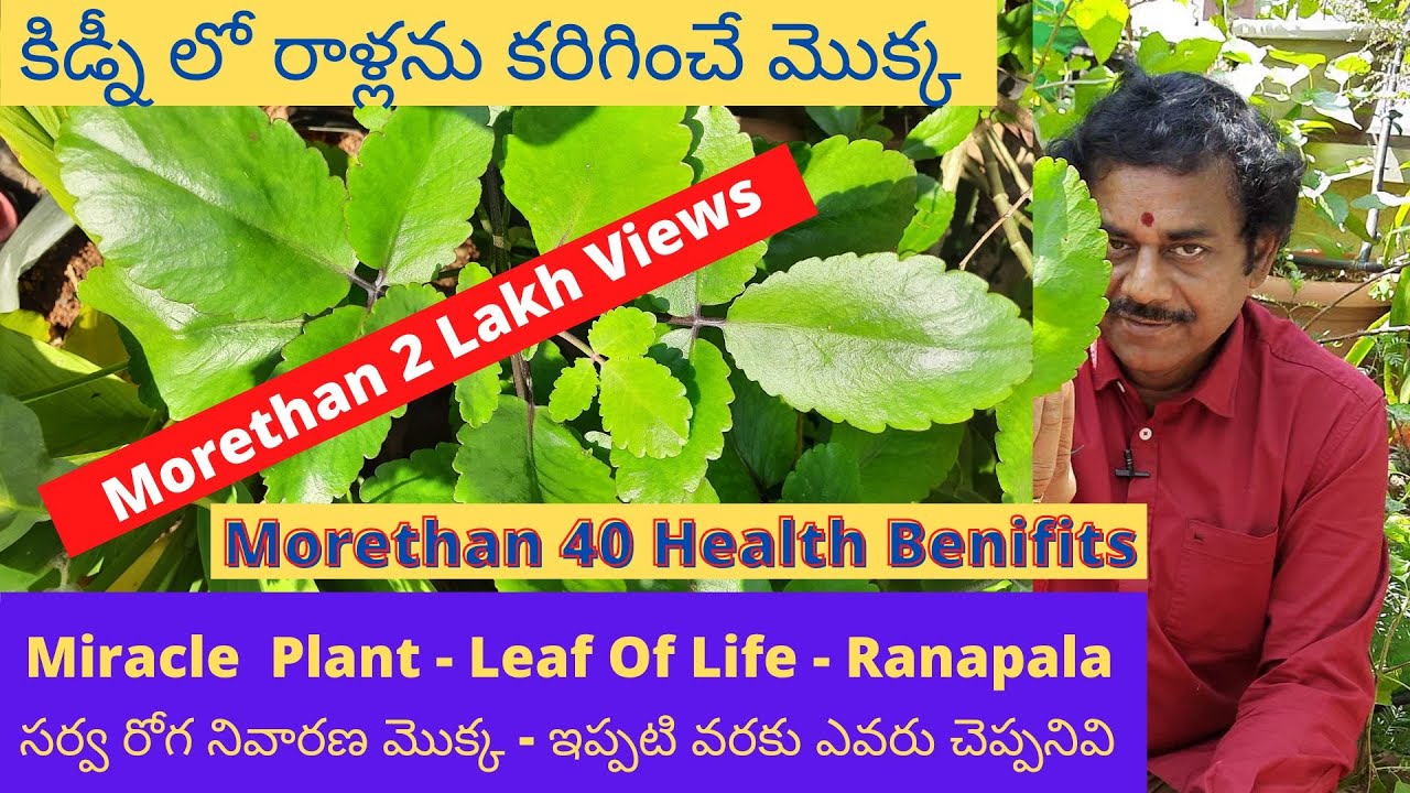 Ranapala Plant Uses In Telugu సర్వరోగ నివారణ మొక్క రణపాల గురించి ఇప్పటి వరకు ఎవరు చెప్పనివి | Leaf of