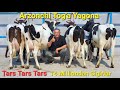 Arzonchi toga bugun yondirdi tars tars tars  ishonarli sigirlar keldi