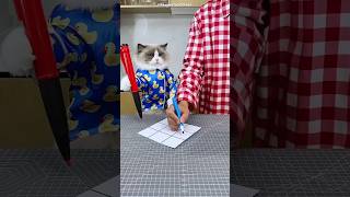 The Cat’s Secret Move That Changed the Game 😱