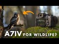 A7IV for Wildlife Photography - Is it worth it?