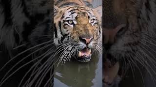 لن تصدق ان هذا صوت يصدر من النمرYou wont believe this is the sound of a tiger